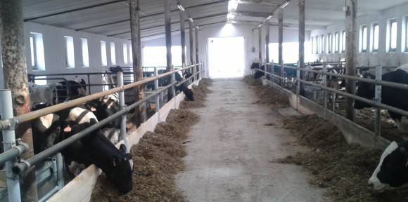 Chov skotu | ZOD Božejov