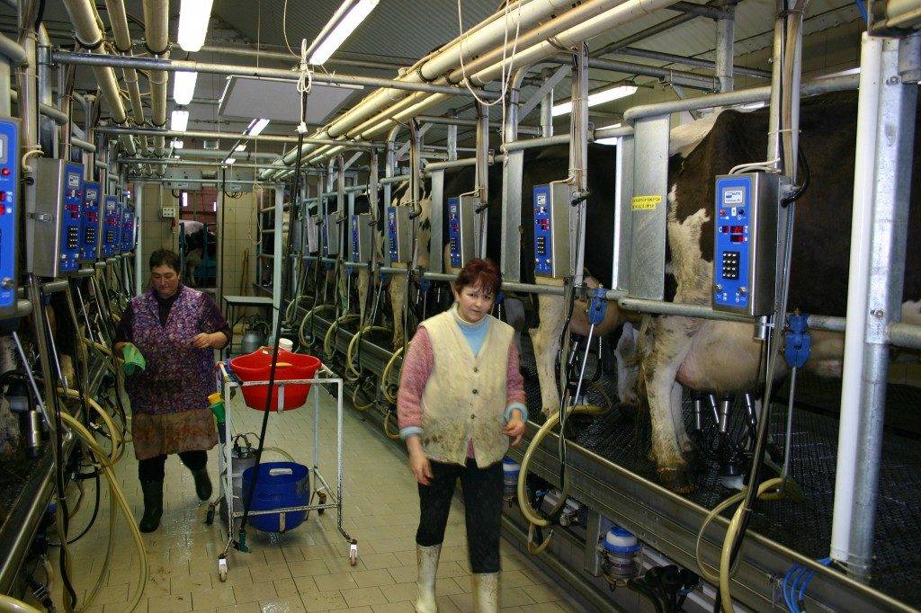 Výroba mléka | ZOD Božejov