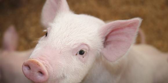 Chov prasat | ZOD Božejov