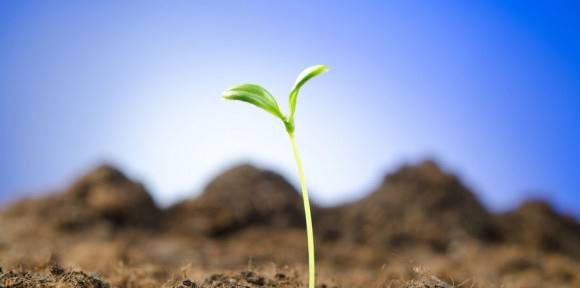 Řepka a obilniny | ZOD Božejov