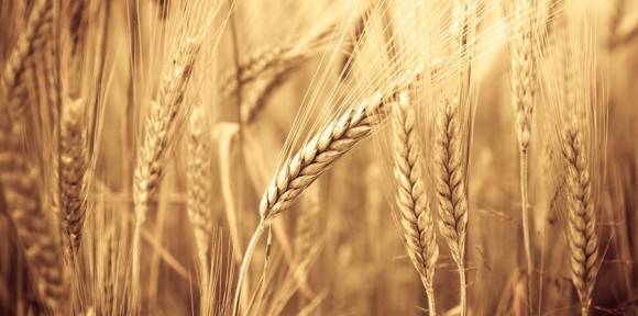 Zemědělské komodity | ZOD Božejov