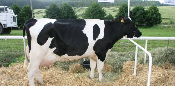 CHOV DOJNIC | Zemědělské obchodní družstvo Božejov | Pelhřimov